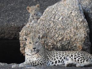 jawai safari price