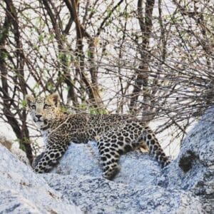 jawai leopard cubs