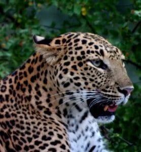 safari in jawai